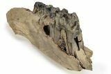 Fossil Woolly Rhino (Coelodonta) Jaw Section - Siberia #225190-5